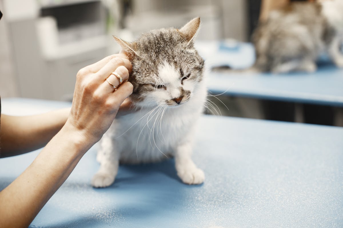 Veterinär undersöker katt i lugn miljö
