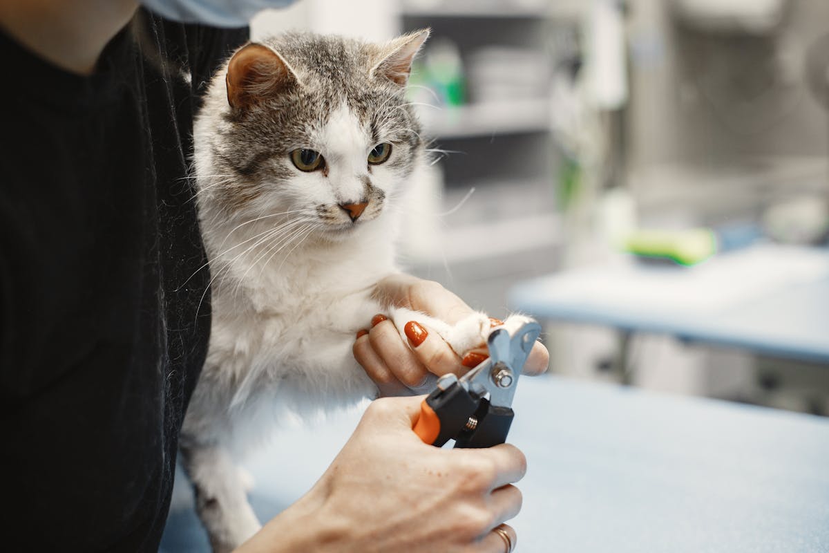 Veterinär kontrollerar katts tänder