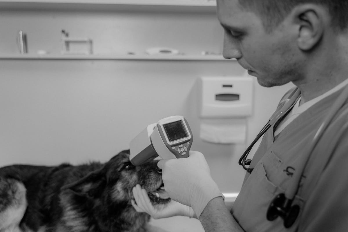 Katt i trygga händer på kliniken